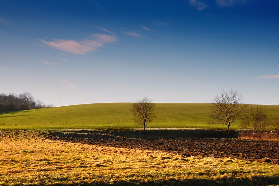 sky, blue, pasture, field, meadow, landscape, tree, green, nature HD wallpaper