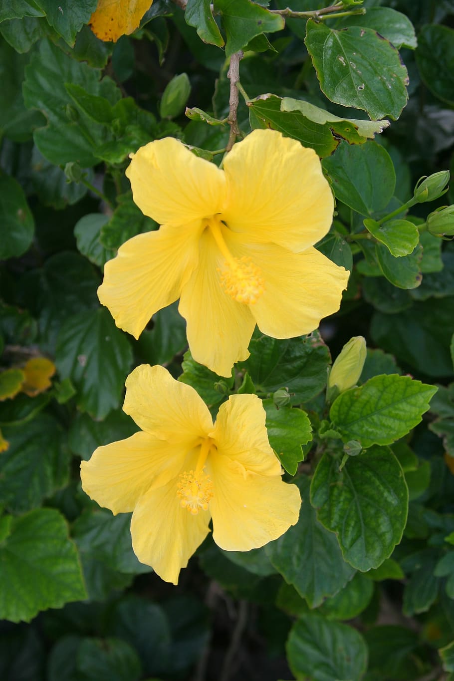 Yellow, Hibiscus, Leaf, green, ishigaki island, subtropics HD wallpaper