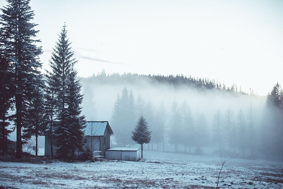 house surrounded by trees covered with fogs, house beside pine tree HD wallpaper