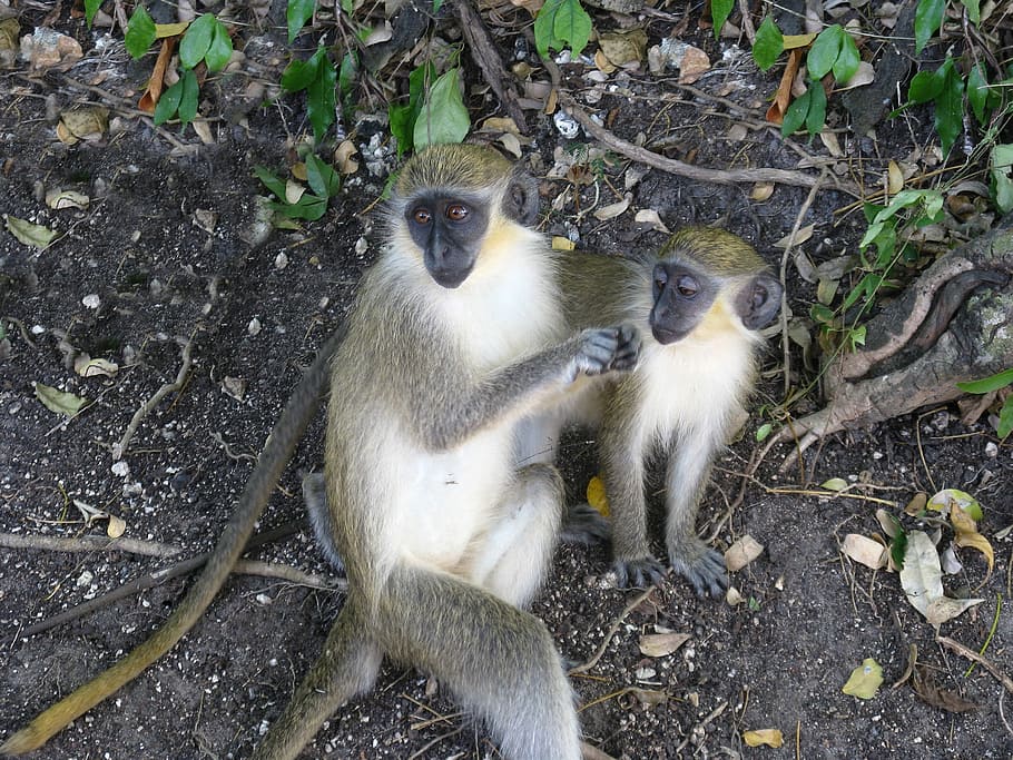 Monkeys, Brush, Cute, inquisitive, playful, one animal, animal wildlife HD wallpaper