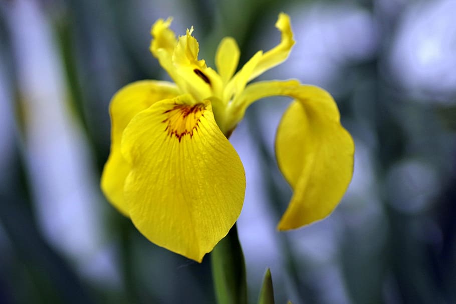 iris, yellow, flower, single, dashing, garden, nature, plant HD wallpaper