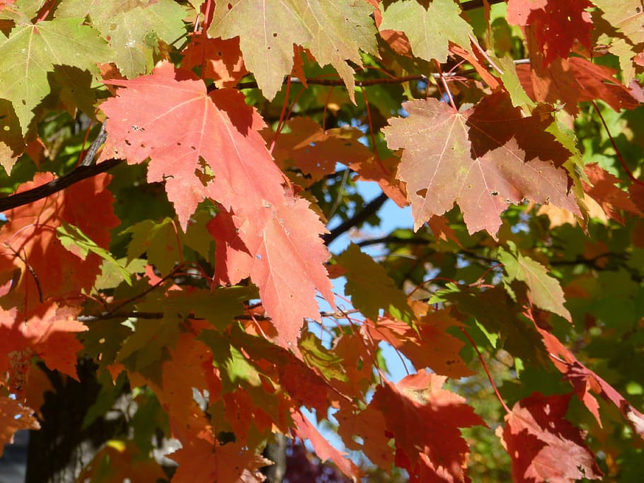 leaves, leaf, fall, color, orange, nature, tree, foliage, autumn HD wallpaper