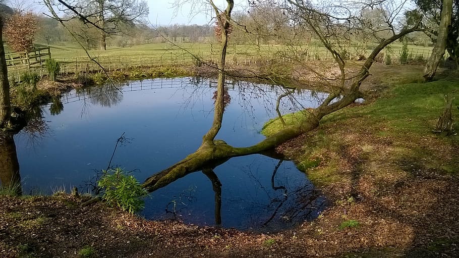 pond, pool, water, tree, blue, nature, tranquil, reflection HD wallpaper