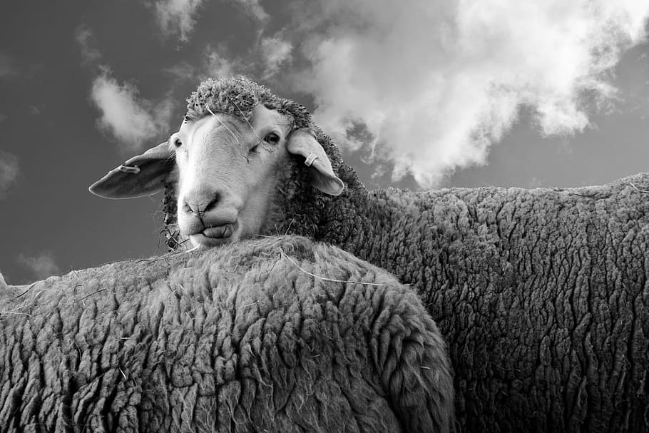grayscale photo of sheep, view, animal, wool, look, livestock, HD wallpaper