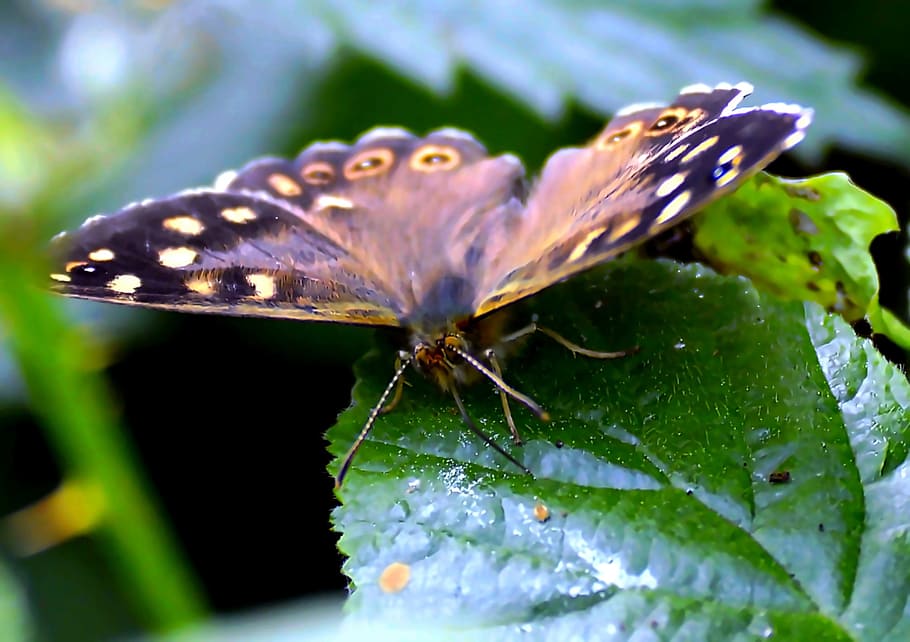Butterfly, Brown, Leaf, Insect, butterflies, wing, background HD wallpaper