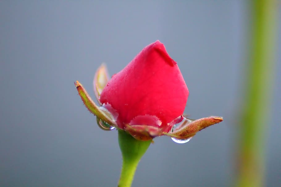 rosa, drop, nature, vulnerability, flower, flowering plant HD wallpaper