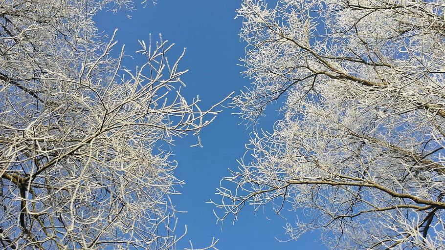 Nature, Winter, Landscape, Trees, Sky, gel, brenches, blue HD wallpaper