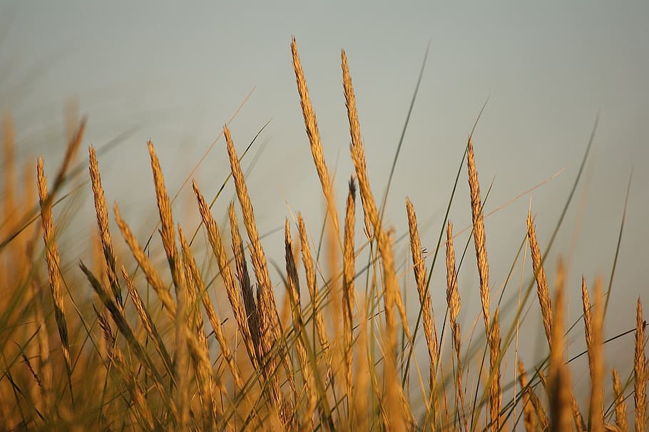 Dune, Beach, Coast, abendstimmung, sunset, sunlight, mood, sea HD wallpaper