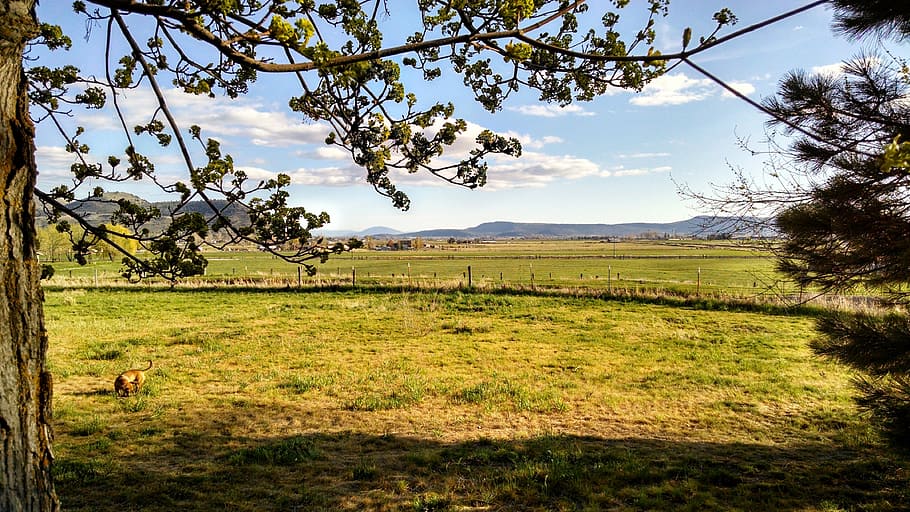 Backyard, Tree, Lawn, Summer, sky, outdoor, landscape, color HD wallpaper