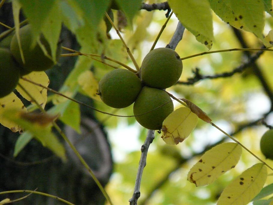 fruits, black walnut, tree, park tree, juglans nigra, similar to walnut HD wallpaper