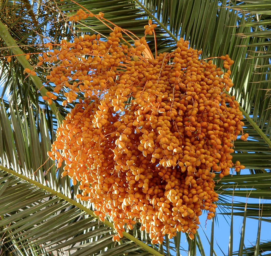 Hd Wallpaper Food Dates Palm Tree Orange Growth Plant Orange Color Wallpaper Flare