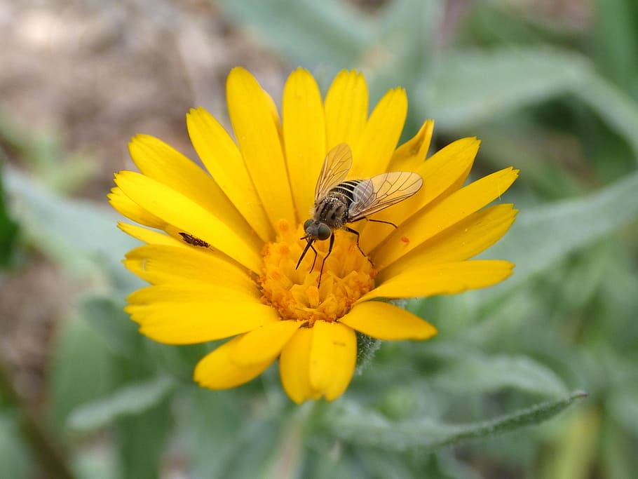 hoverfly, syrphidae, libar, daisy, flower, false wasp, insect HD wallpaper