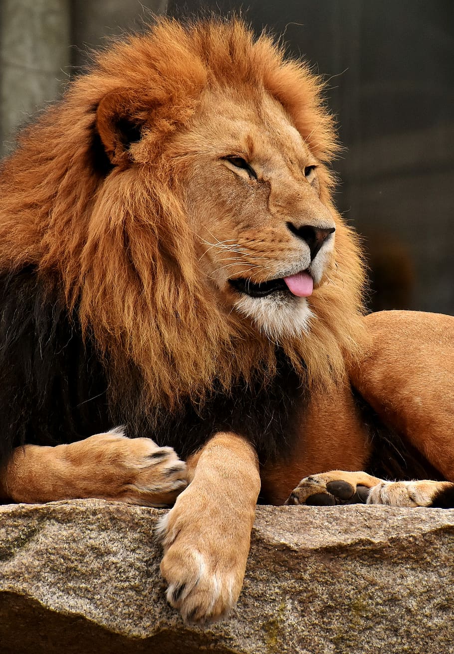 brown lion lying on rock formation, predator, dangerous, mane HD wallpaper