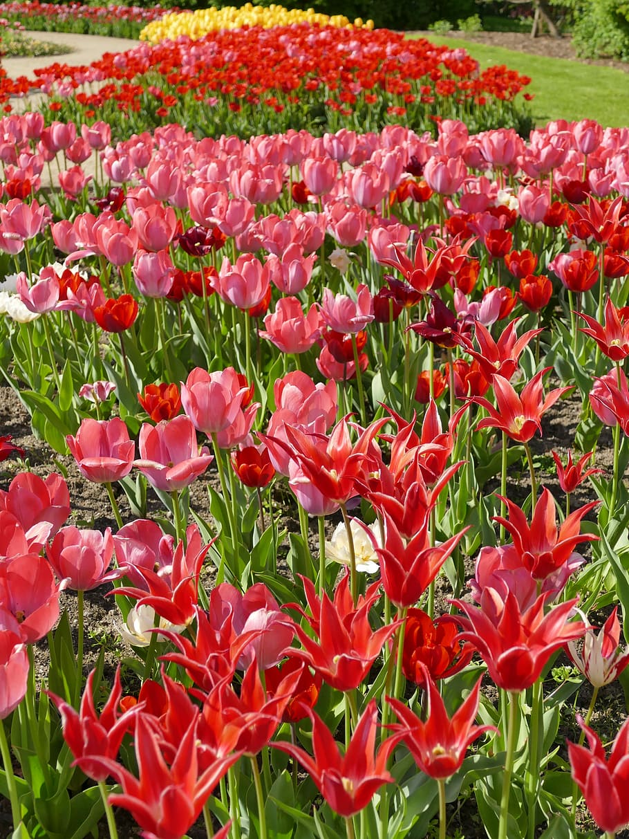 tulips, spring, red, yellow, nature, colorful, flower, tulip field HD wallpaper
