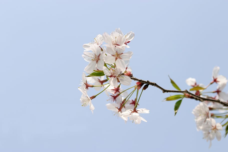 spring, sky, nature, tree, branch, springtime, flower, blossom HD wallpaper