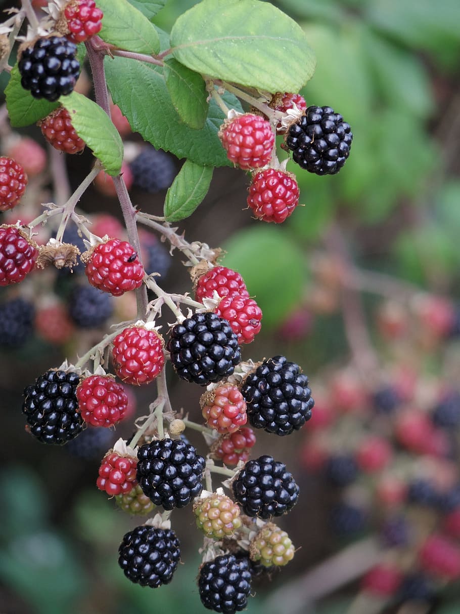 blackberry, raspberry, fruit, summer, sweet, growing, farming HD wallpaper
