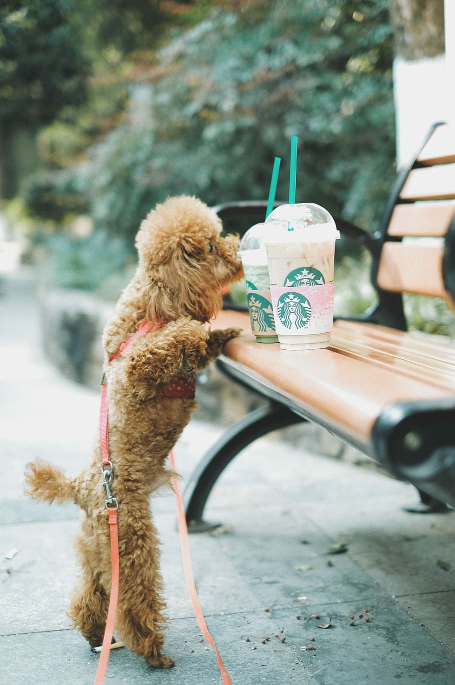 apricot toy poodle standing near brown wooden bench, brown poodle puppy foot reaching Starbucks cup on bench
