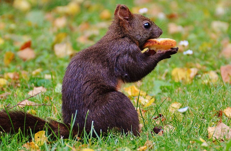 squirrel, nager, cute, nature, rodent, climb, garden, eat, brown HD wallpaper