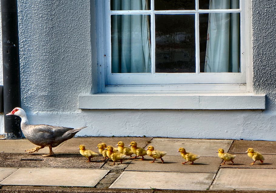 mallard duck with yellow chicks walking, ducks, ducklings, nature HD wallpaper