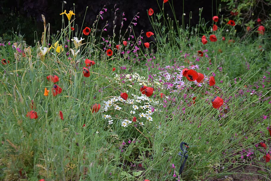 flowers, garden, red, flowering plant, growth, freshness, fragility HD wallpaper