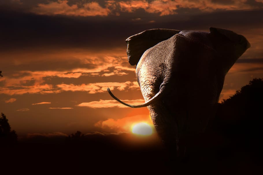 gray elephant during sunset, african, african bush elephant, animals