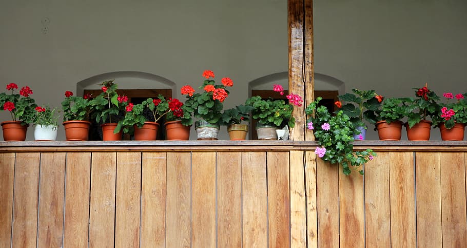 flowers, pots, window, rustic, arrangement, flower Pot, plant HD wallpaper
