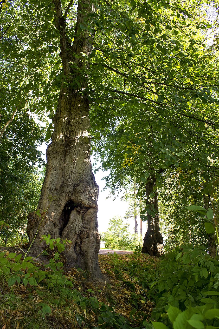 tree, deciduous forest, greenery, tree trunk, plant, growth HD wallpaper