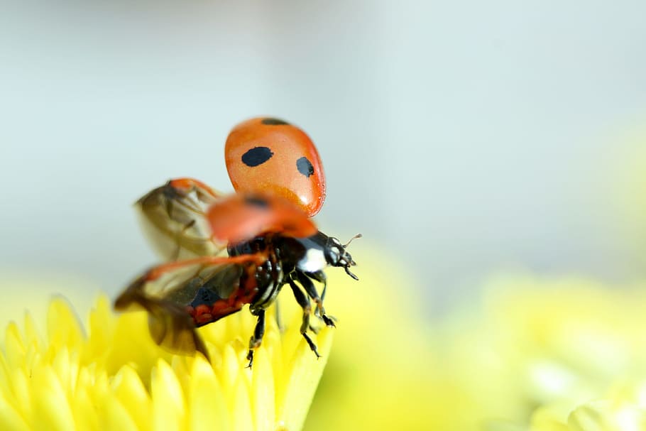 Ladybug, Insect, Nature, Beetle, Yellow, arthropod, animal themes HD wallpaper