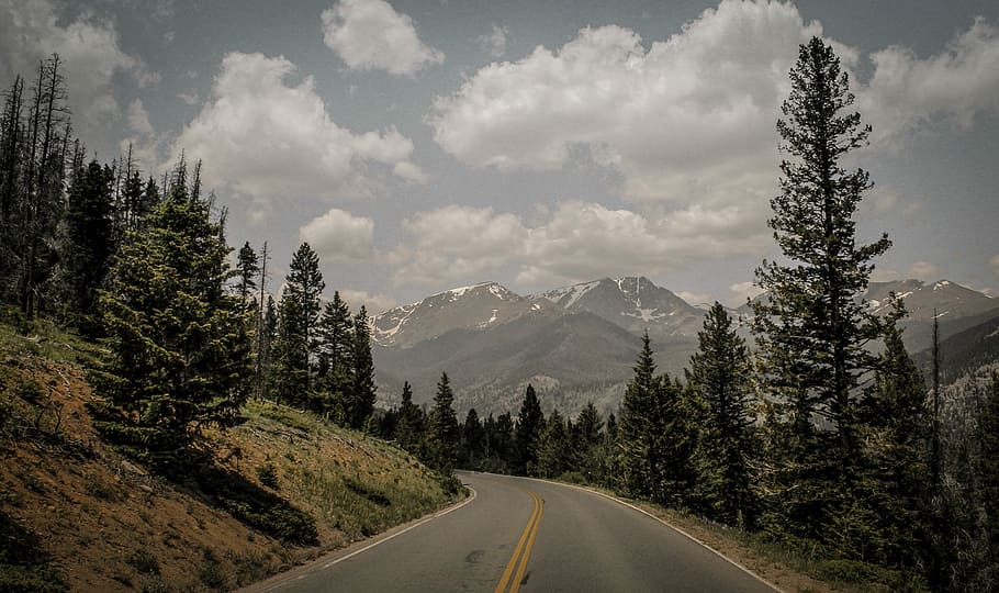 road in mountain with green trees, curve road surrounded with trees HD wallpaper