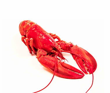 Sea, Poisson, Fish, seafood, claw, prepared Shellfish, lobster HD wallpaper