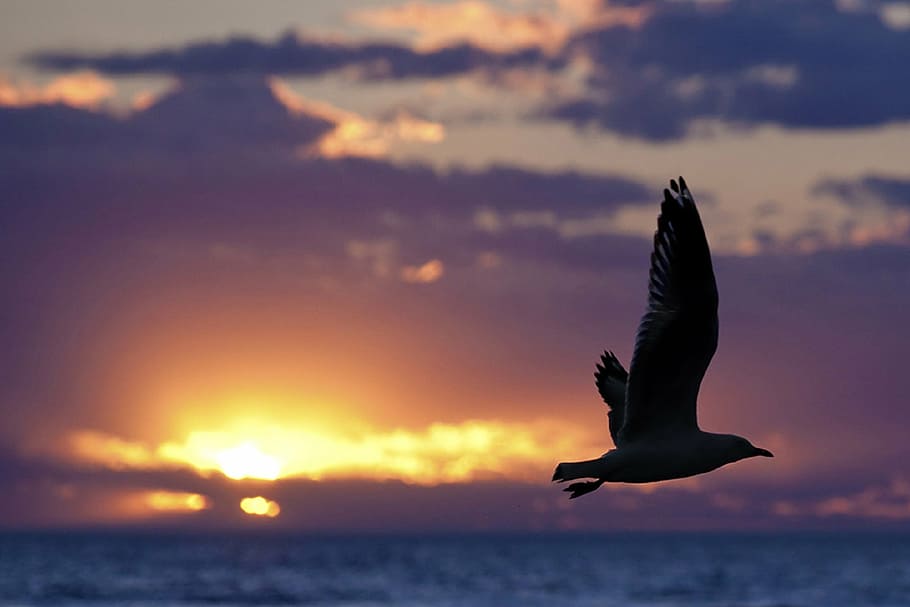 silhouette of bird during sunset, seagull, clouds, flying, ocean HD wallpaper