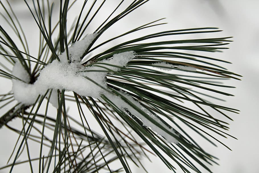 Pine, Needles, Winter, Snow, Cold, Wintry, pine needles, no people HD wallpaper
