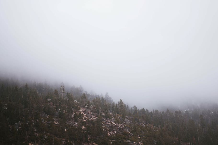 green trees covered with fog, mountain, fogs, nature, mountains HD wallpaper