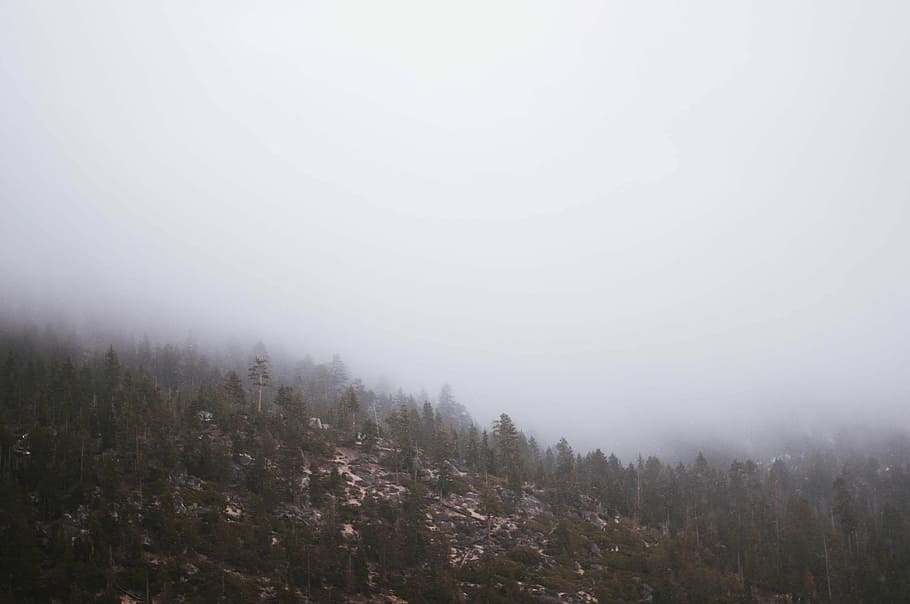pine trees covered by fog, hill covered with fog, mist, forest HD wallpaper