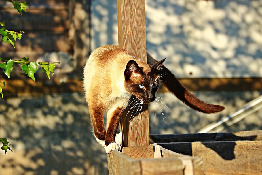 photo of cat near brown fence, siam, siamese cat, mieze, breed cat, HD wallpaper