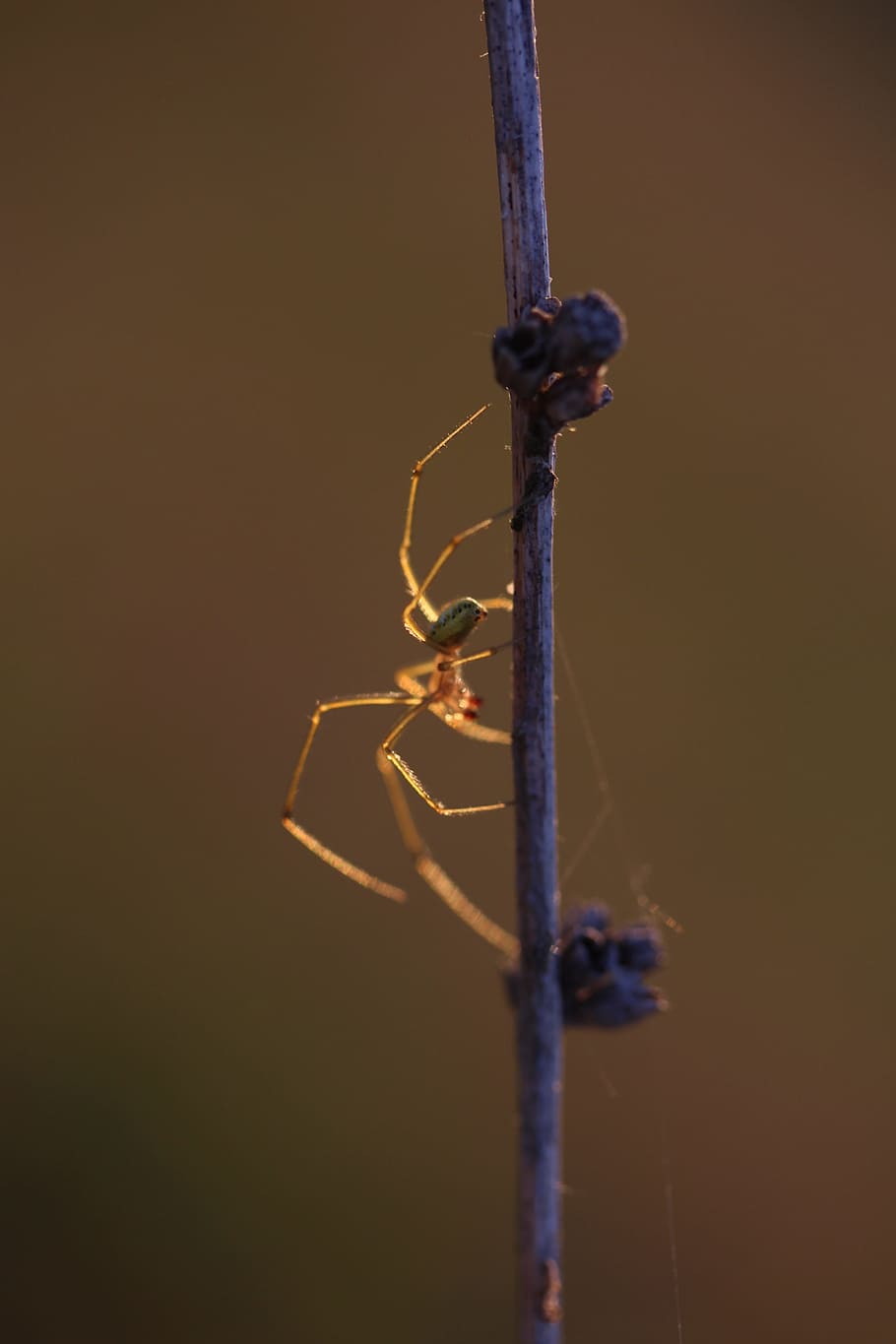 Spider, Casey, Light, In The Evening, insect, one animal, animal themes HD wallpaper