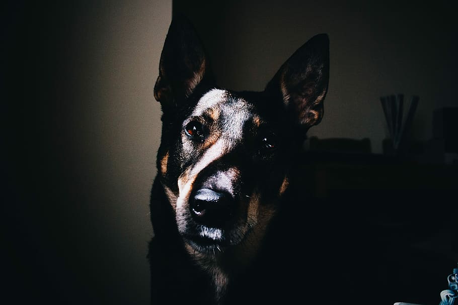 short-coated black and brown dog inside room, portrait, sunlight HD wallpaper
