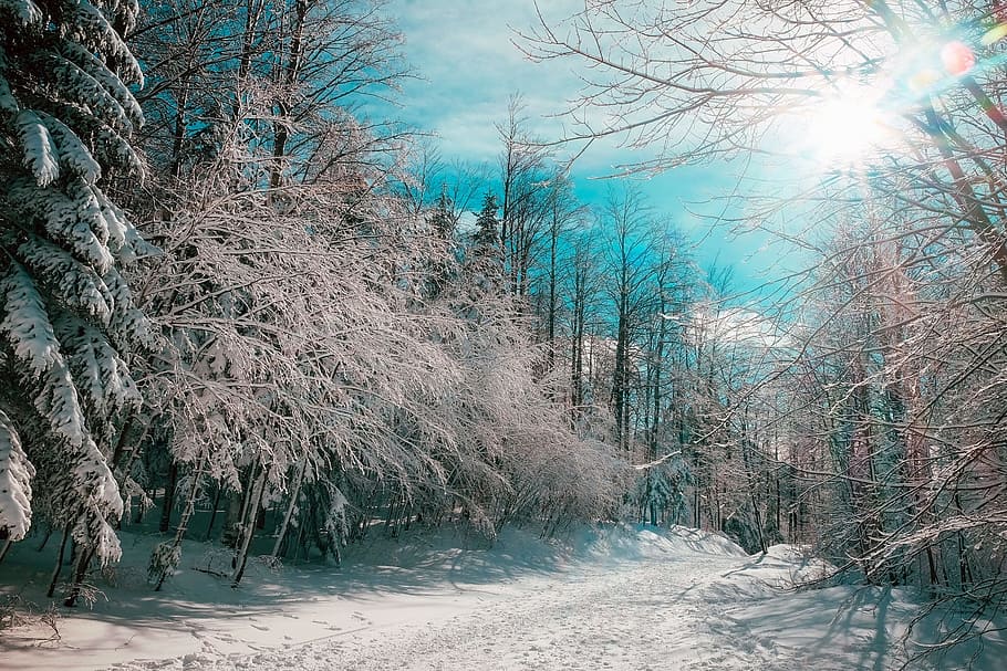 snow covered field in middle of forest under blue and white sunny sky during daytme, HD wallpaper