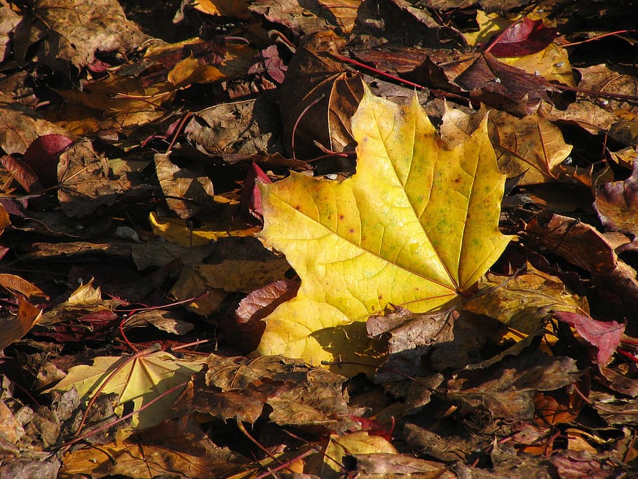 maple leaf, autumn, yellow, yellow sheet, fall foliage, fall color HD wallpaper