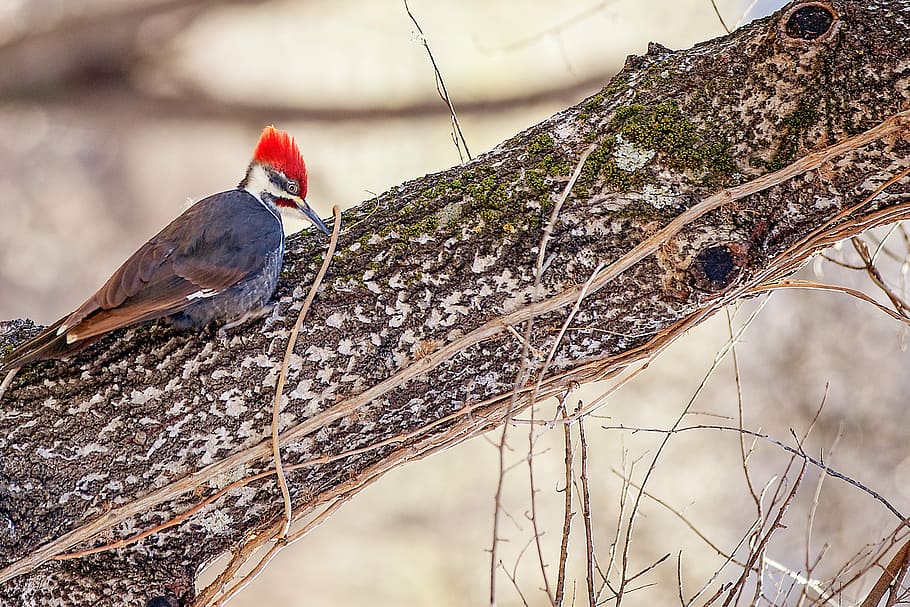 bird, nature, tree, natural, woodpecker, forest, animal, wildlife HD wallpaper