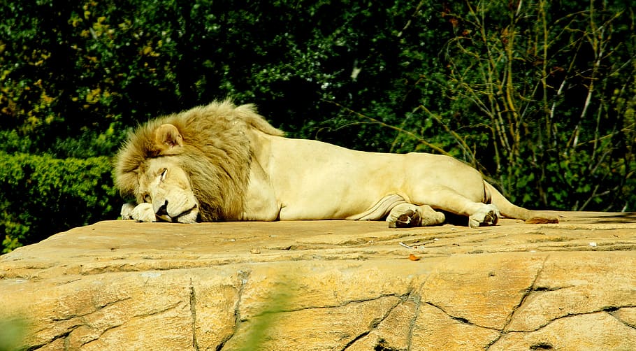 lion laying on brown flooring, sleep, dangerous, predator, animal world, HD wallpaper