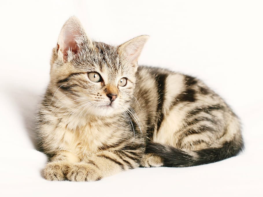 brown Tabby cat with white background, pet, striped, kitten HD wallpaper