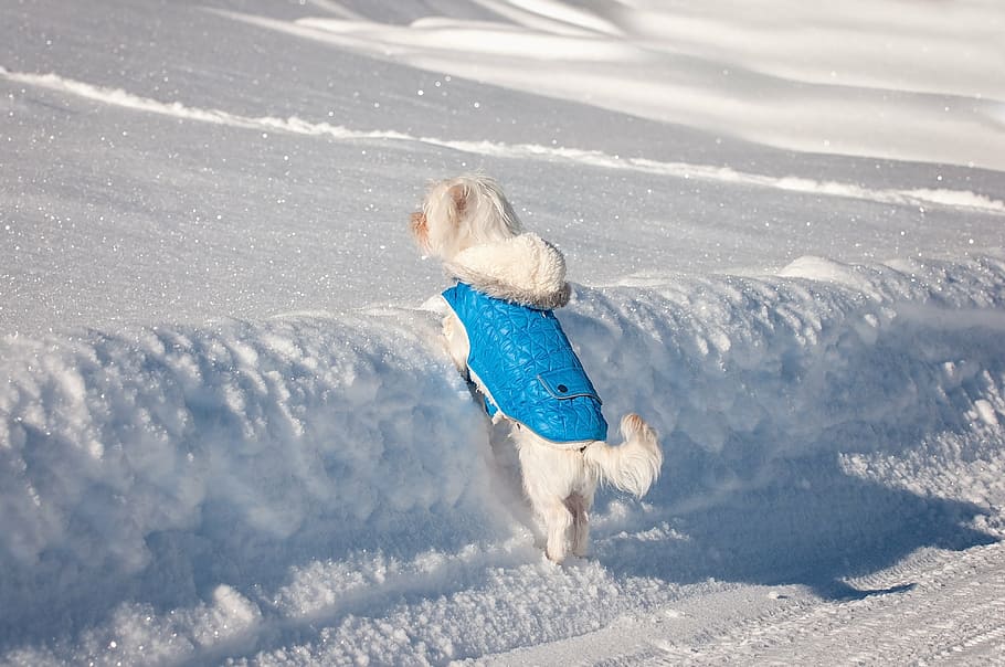 long-coated white dog with blue harness about to climb on snow at daytime