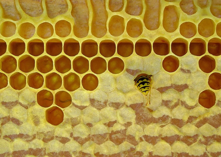 honeycomb, bee, beeswax, insect, nature, yellow, structure, HD wallpaper