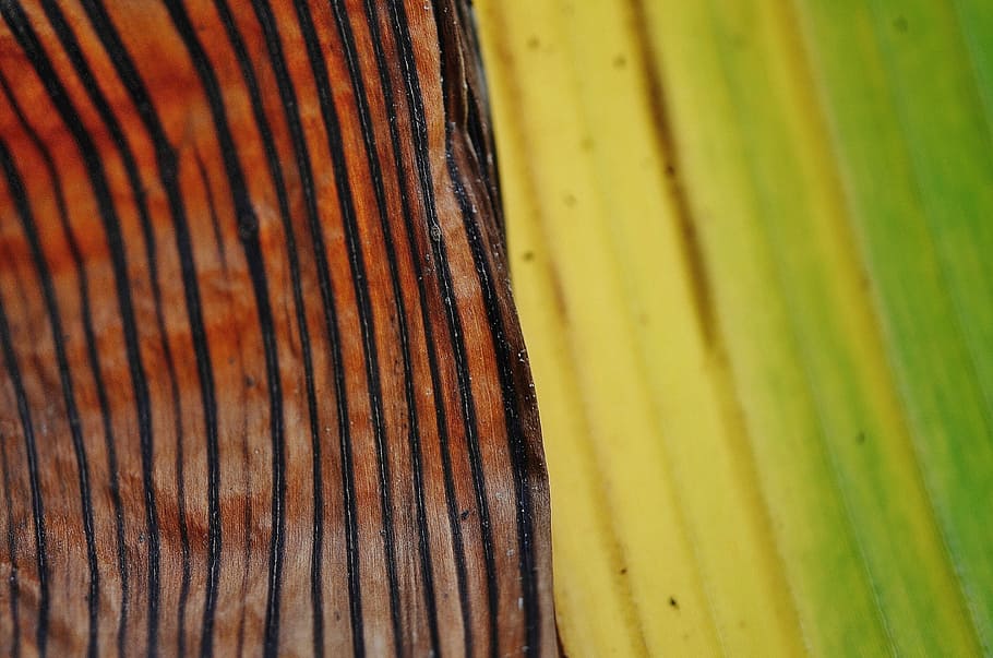 Leaf, Leaves, Colorful, Macro, green, nature, background, plant leaves HD wallpaper