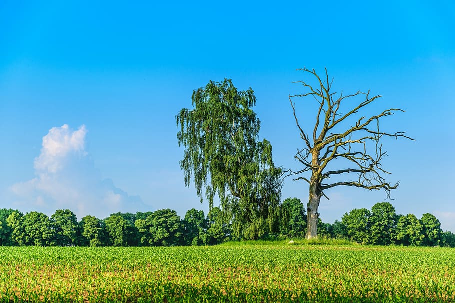 landscape, nature, forest, trees, dead tree, plant, sky, field HD wallpaper