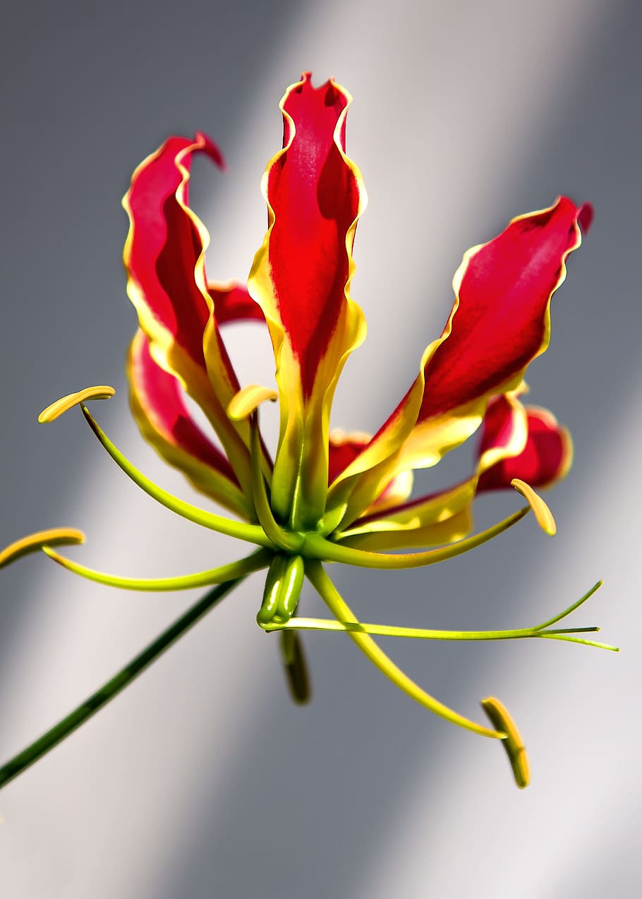 gloriosa, flower, climber, plant, gloriosa superba, fiery, tropical