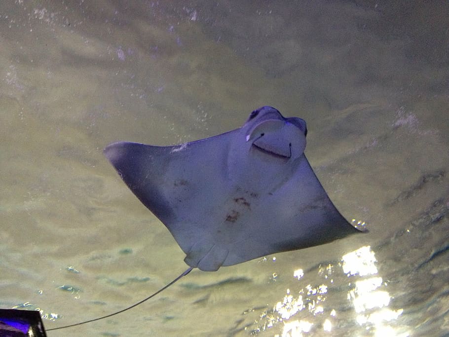 underwater photography of sting ray, manta, ocean, marine, tropical, HD wallpaper