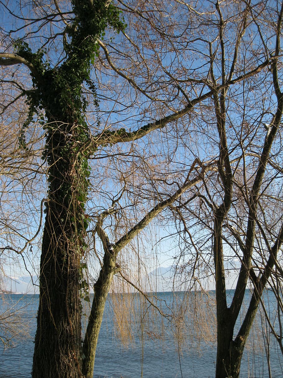 lake, tree, landscape, water, plant, tranquility, sky, branch HD wallpaper