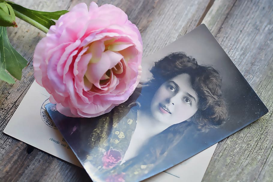 pink rose, postcard, map, greeting cards, flower, wood, memory, HD wallpaper
